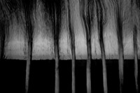 IMG_0010-6