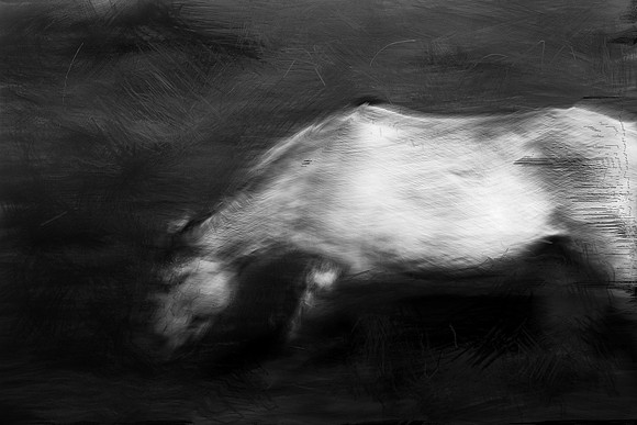 horse 31-1