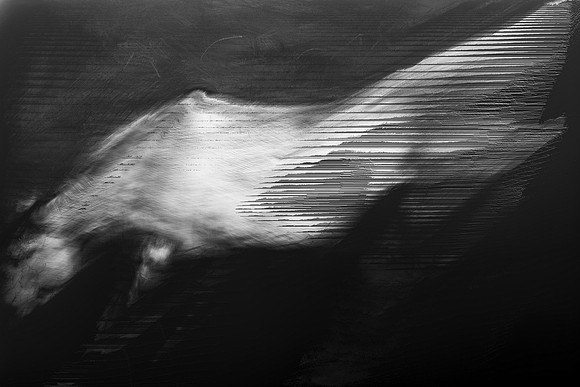 horse 31-15