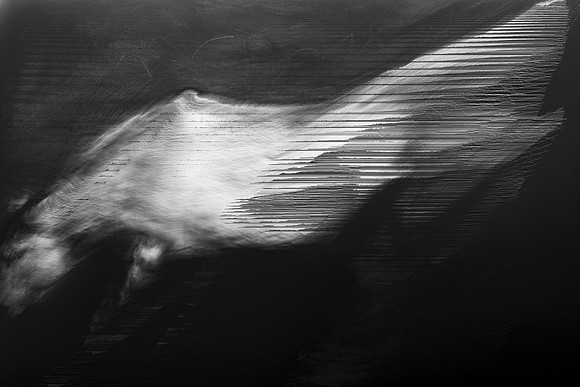 horse 31-16