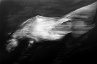 horse 31-11