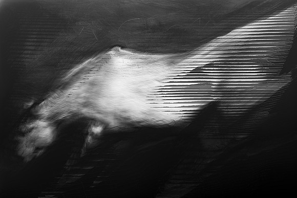 horse 31-11