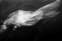 horse 31-17