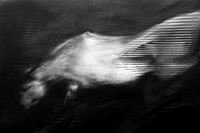 horse 31-8