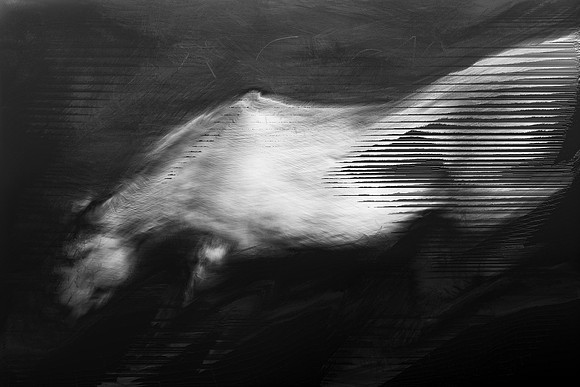 horse 31-8
