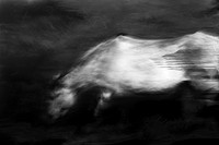 horse 31-2