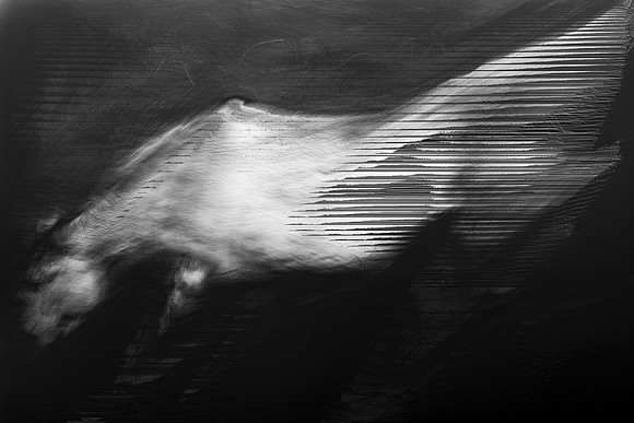 horse 31-12