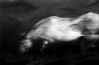 horse 31-3