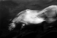 horse 31-6