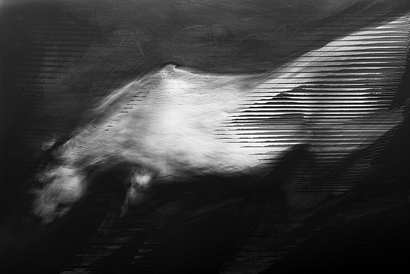 horse 31-9