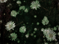 2-20