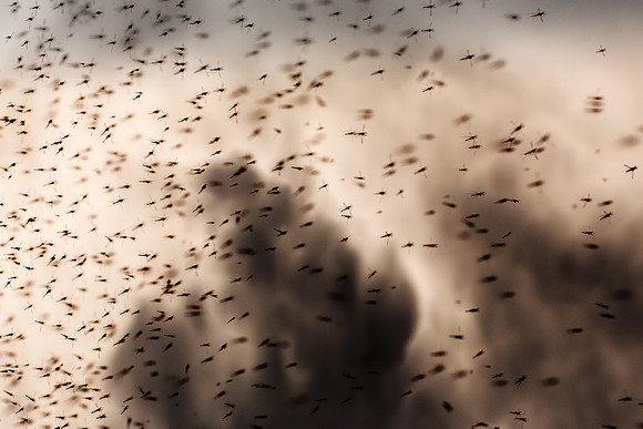 100315#270