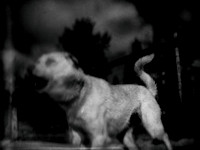dog #140-2