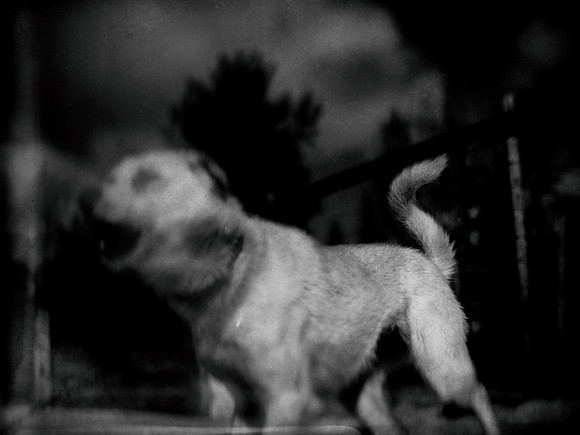 dog #140-2