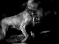 dog #123