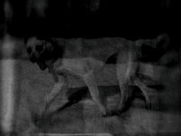 dog #1-4