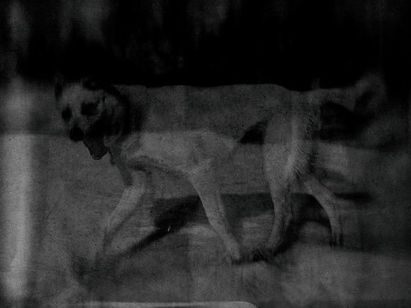 dog #1-4