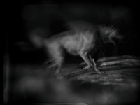 dog #145-2