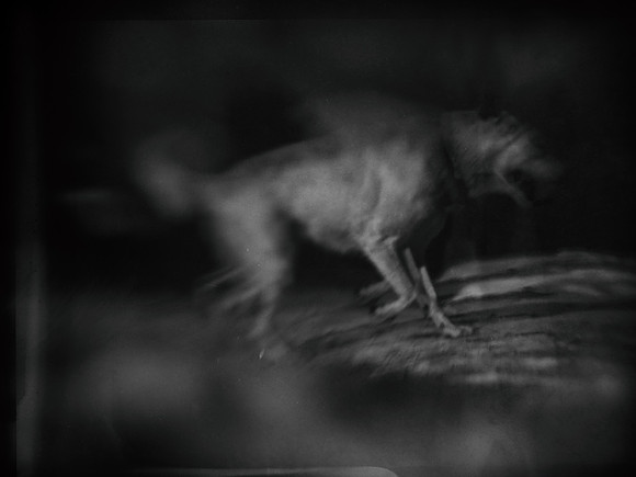 dog #145-2