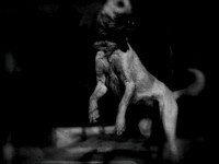dog #139