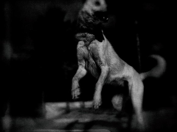 dog #139