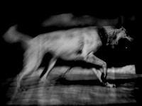 dog #142
