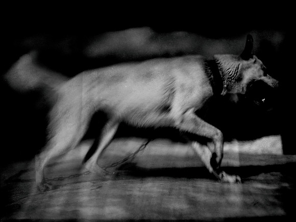 dog #142