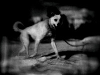 dog #19