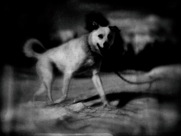 dog #19