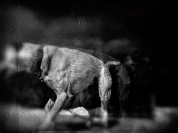 dog #182