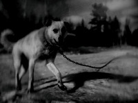 dog #51