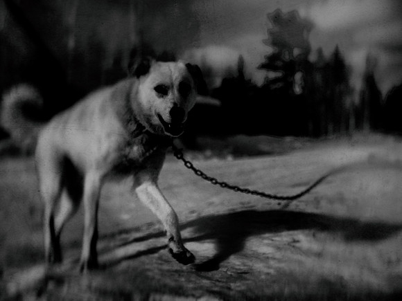 dog #51