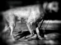 dog #77