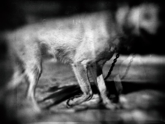 dog #77