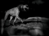 dog #136