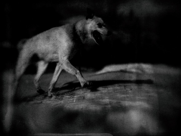 dog #136