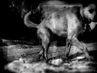 dog #40