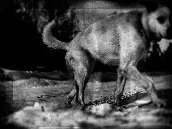 dog #40