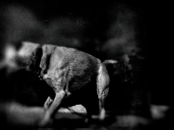 dog #182-2