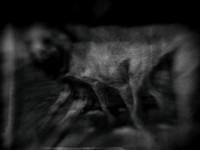 dog #1
