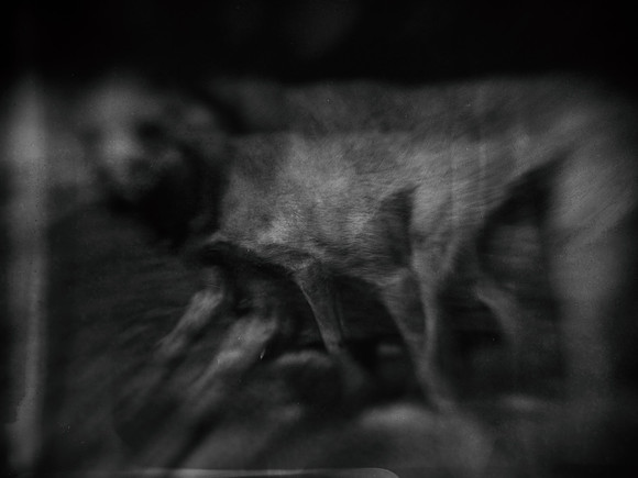 dog #1