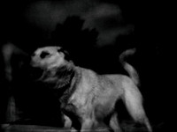 dog #140