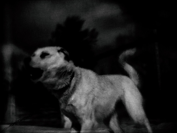 dog #140