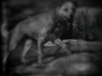 dog #98-2