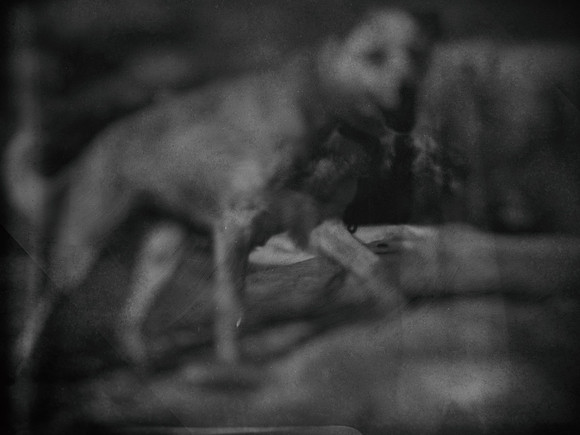 dog #98-2