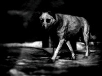 dog #86