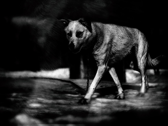 dog #86