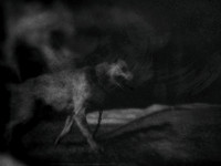 dog #169-2
