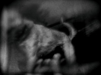 dog #146