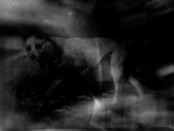 dog #1-2